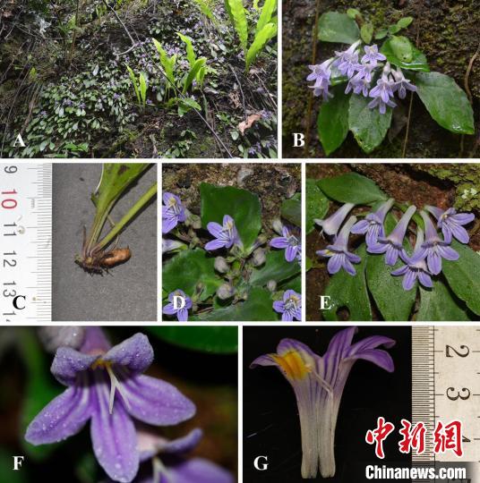 世界自然遗产丹霞山再现植物新种——黄进报春苣苔西宁环保设备厂家