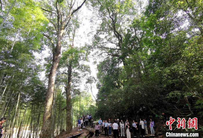 福建龙岩：“森林氧吧”引人体验自然生态之美青海环保公司